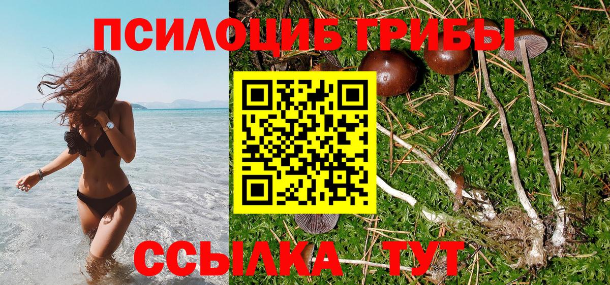 где найти наркотики  Вход с VPN  Томск  Галлюциногенные грибы Psilocybe 